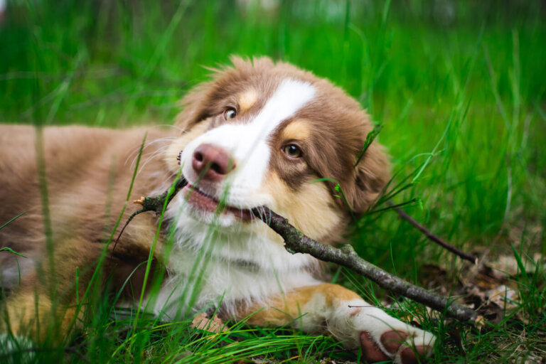 Cuatro nuevas razas de perros