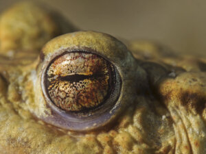 Megaelosia bocainensis: una rana extinta hace medio siglo