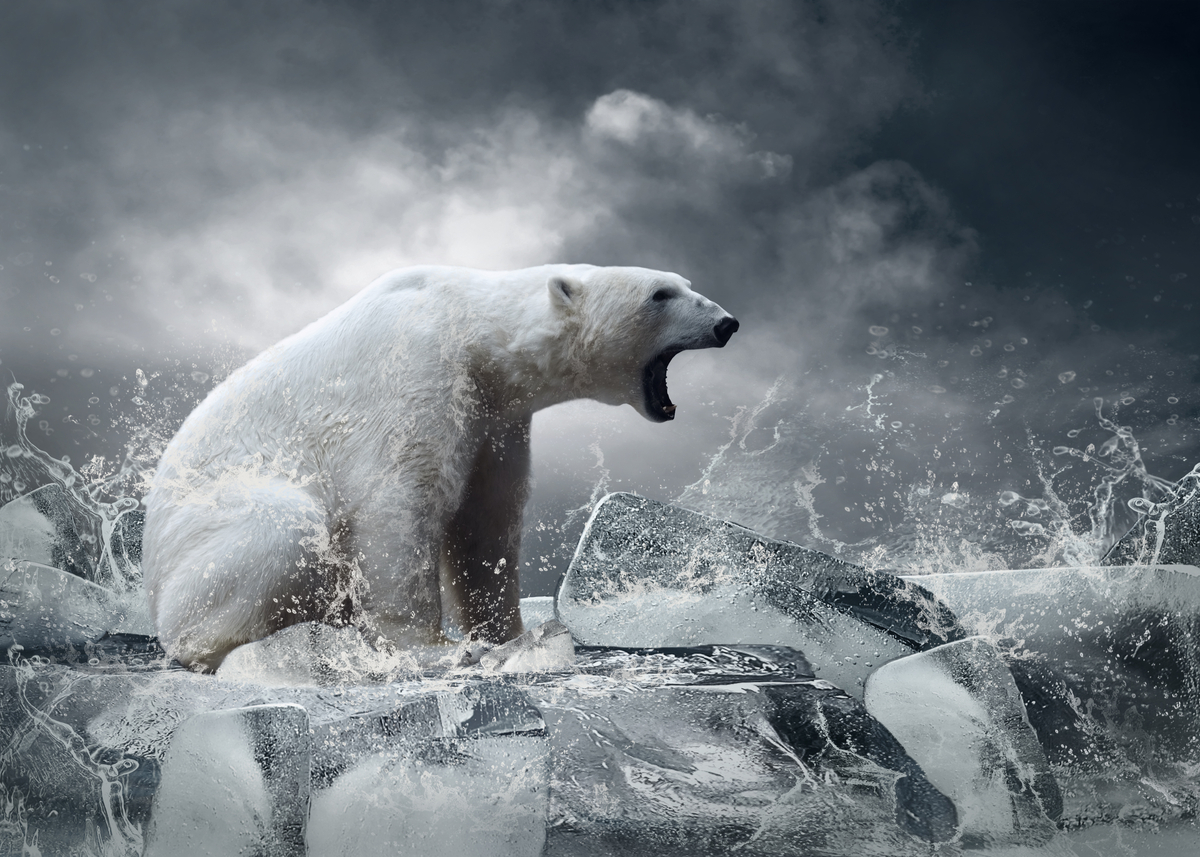 IJsberen die hard getroffen worden door klimaatverandering