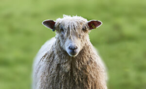 Curiosidades sobre la lana de las ovejas