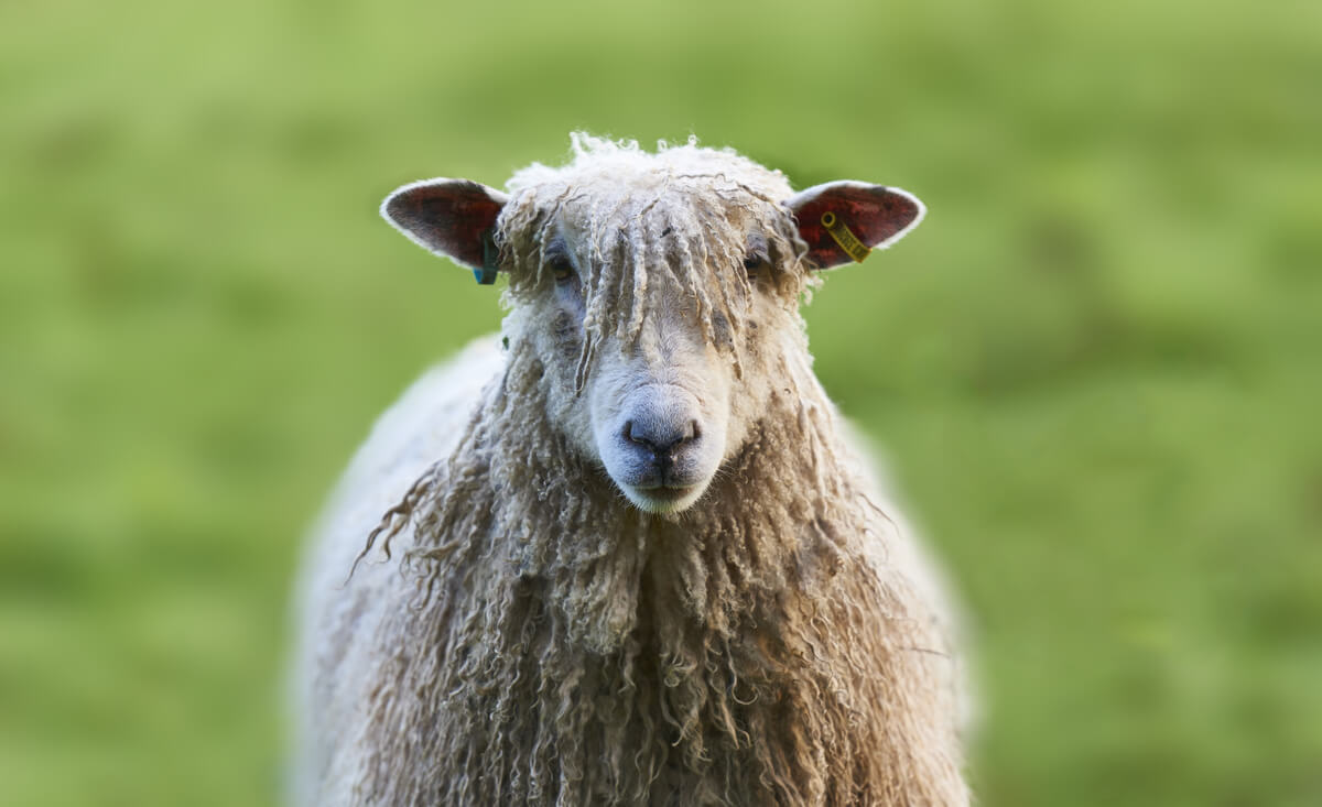 Las ovejas son animales muy egoístas.