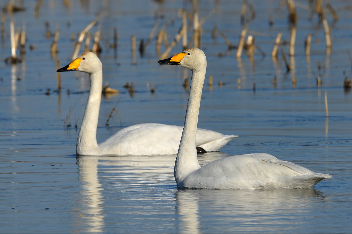Una pareja de cisnes cantores.