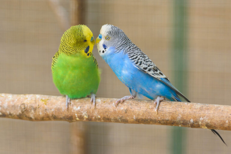 3 consejos para tener un ave como mascota