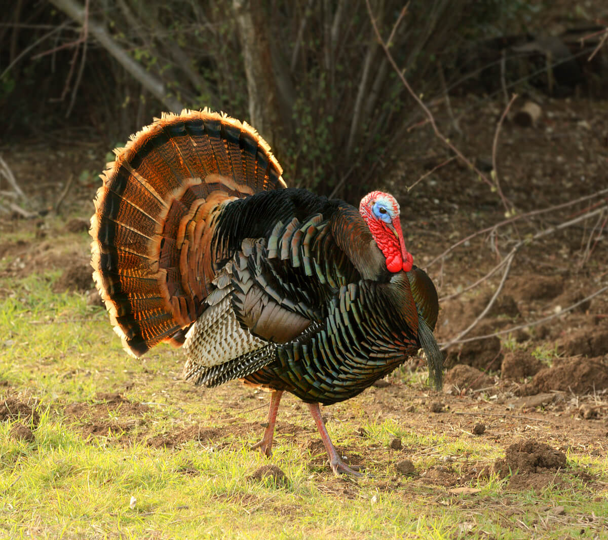 Un pavo común.