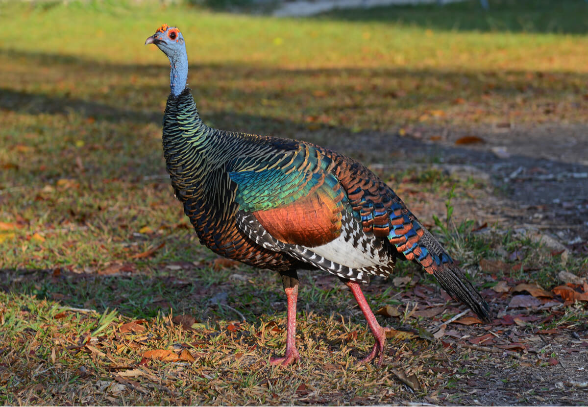 El pavo ocelado, una de las aves aristocráticas.