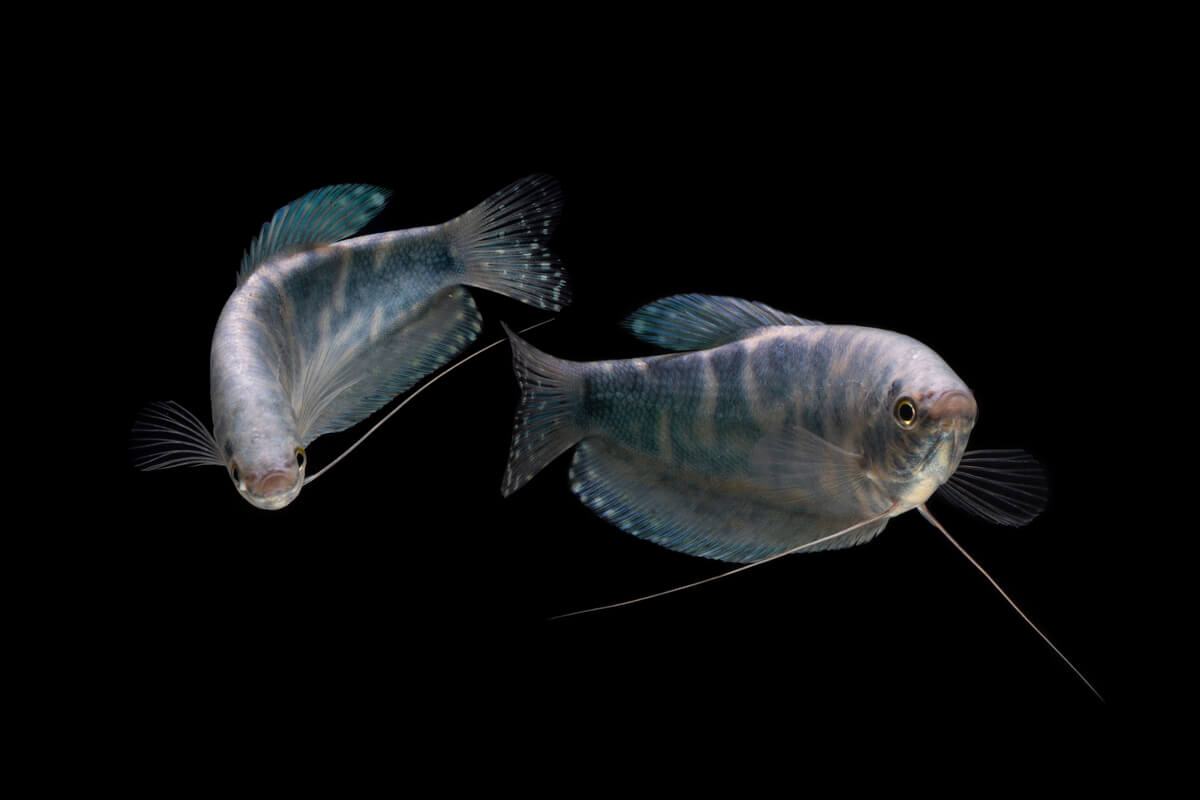 Los gouramis son otros de los peces más agresivos.