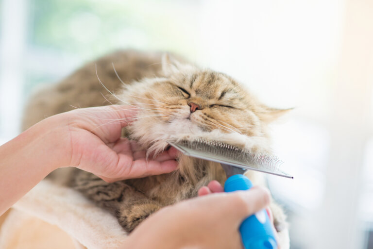 4 consejos para el cuidado de la piel de los gatos