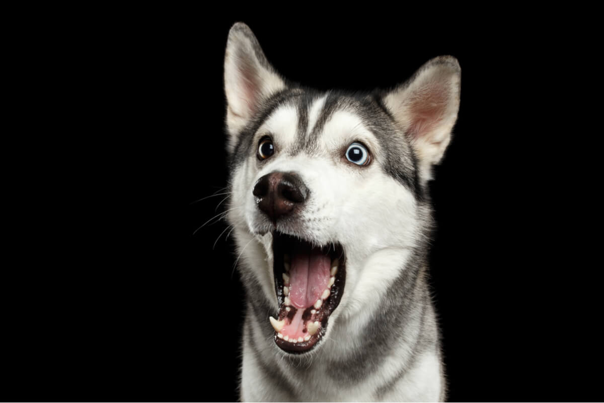 Un perro abre la boca de la sorpresa.