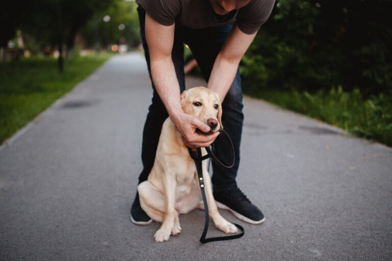 ¿Cómo reaccionar si un perro se ahoga con comida?