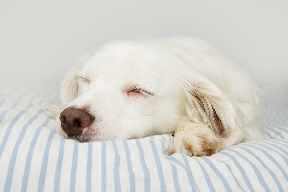 Un perro albino durmiendo.