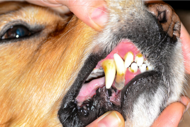 ¿Cuáles son las causas de la estomatitis en perros?