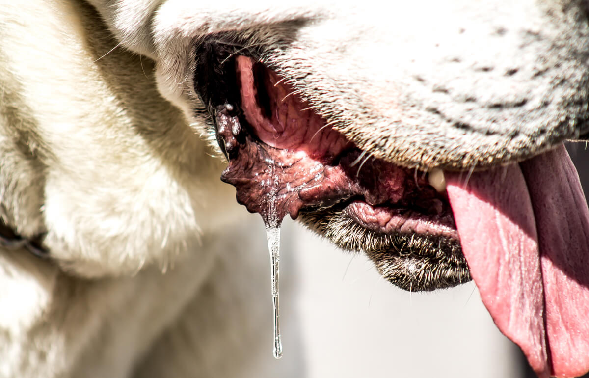 Saliva cayendo de la boca de un perro.