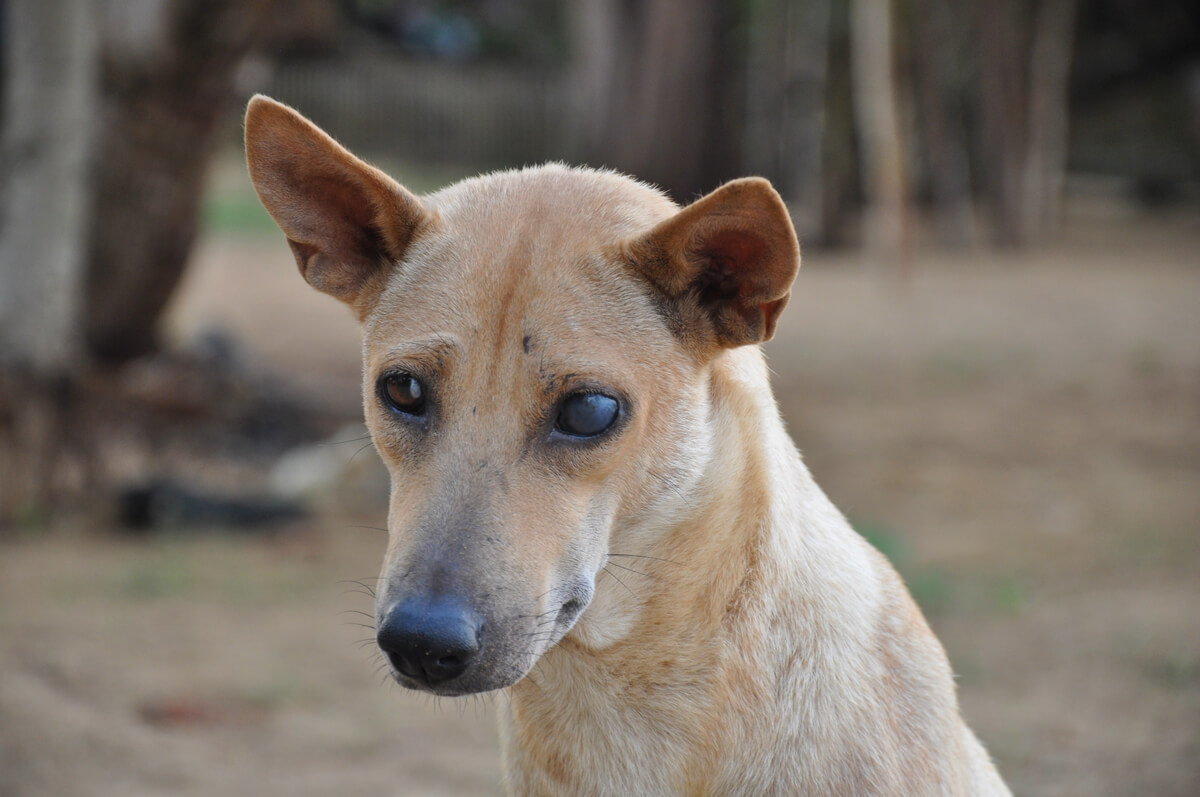 Un perro con cataratas.