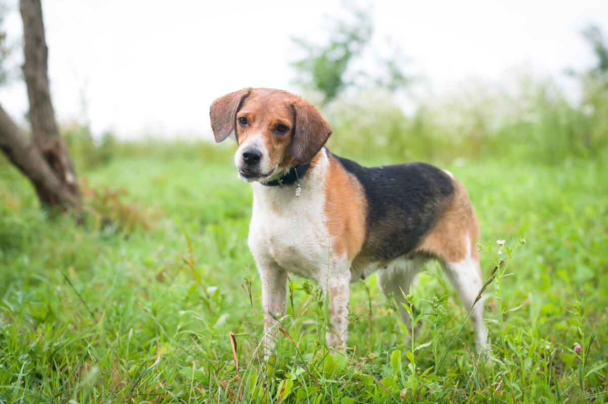 Un perro cazador estonio.