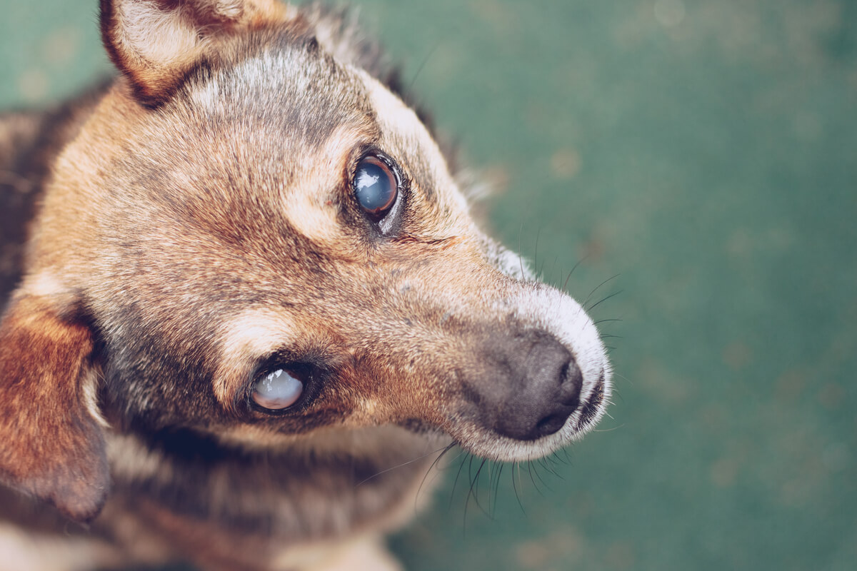 Un perro ciego con cataratas.