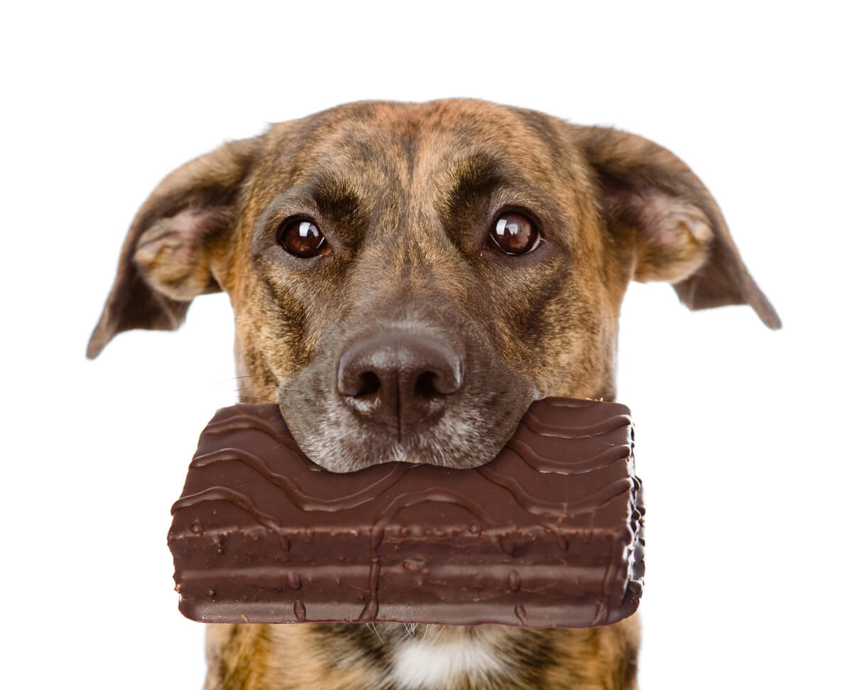 En av de vanligste årsakene til forgiftning av nødssituasjoner er inntak av sjokolade hos hunder.