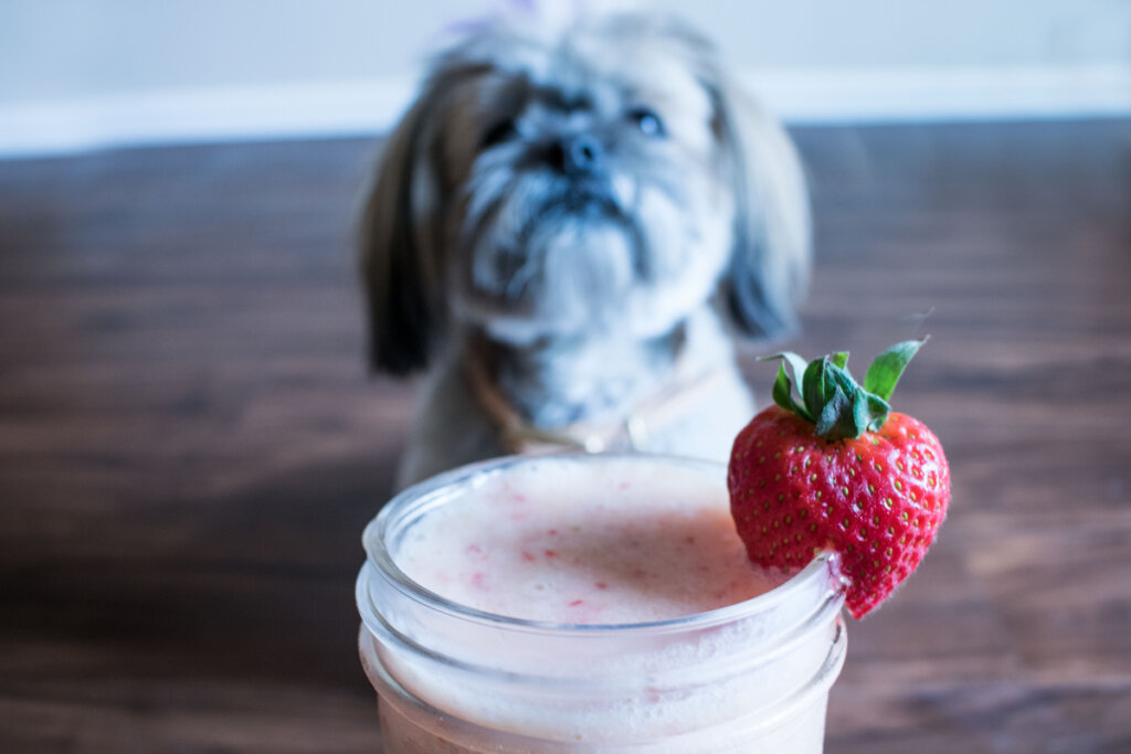 Cuatro alimentos con probióticos para perros