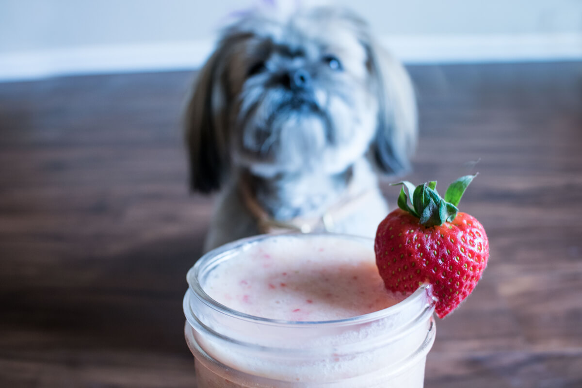 Een hond kijkt naar een aardbeienshake