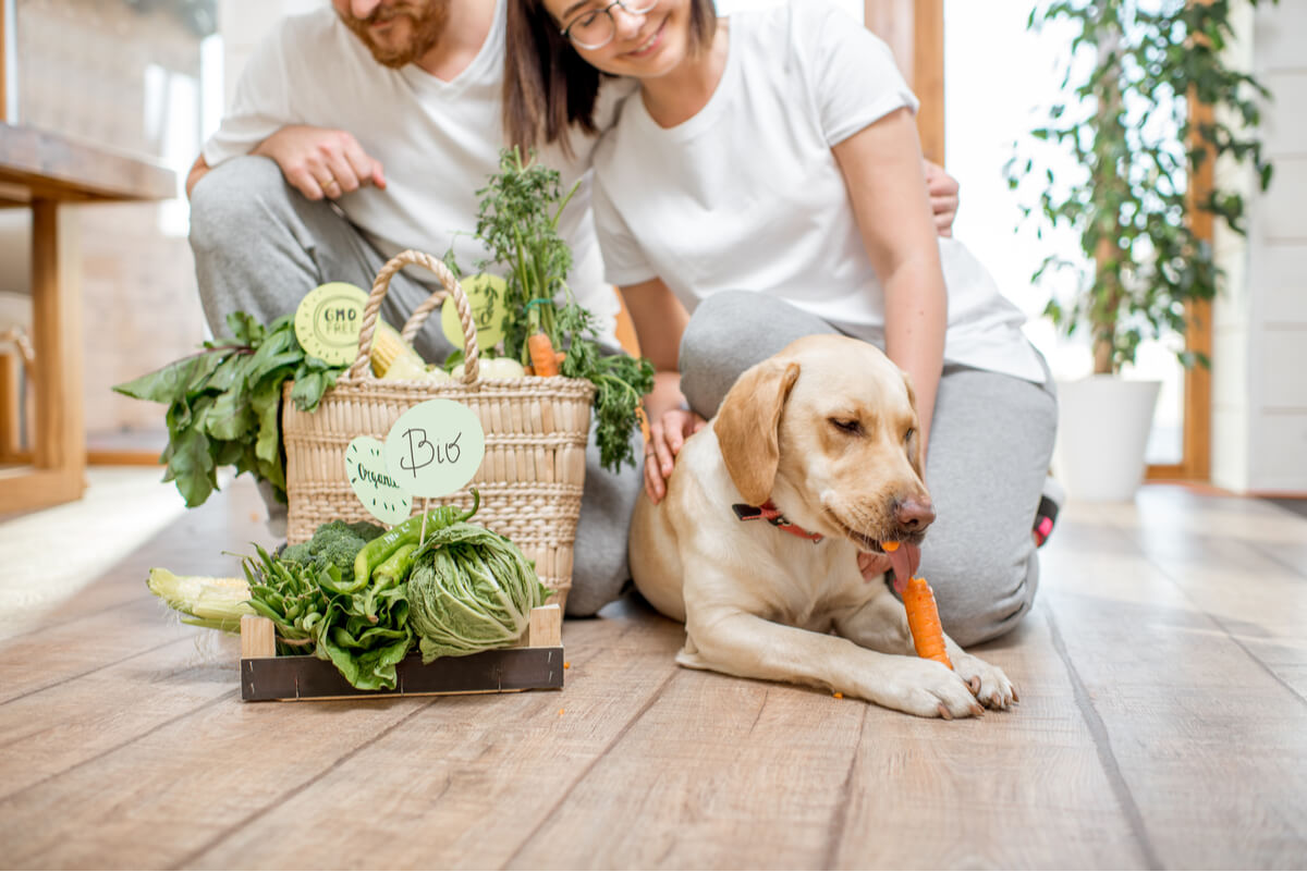 Vegane Ernährung für Haustiere ist unvollständig, sagen Fachleute