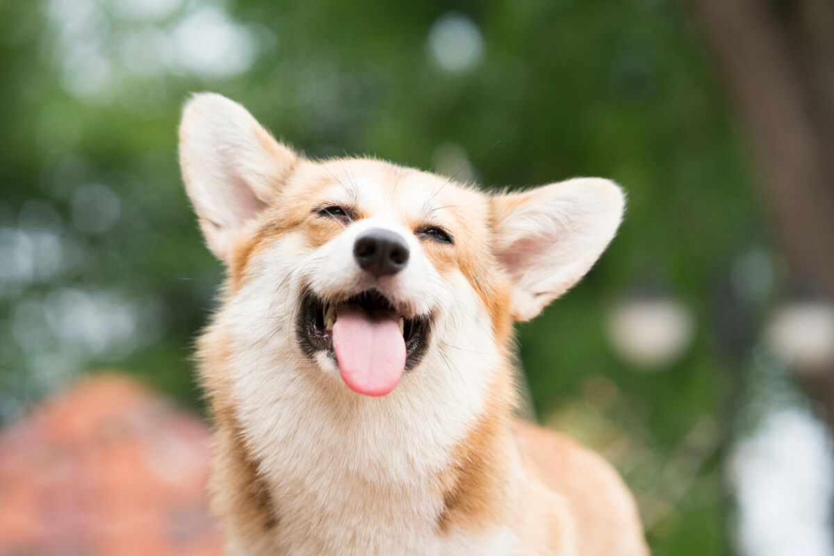 A corgi.
