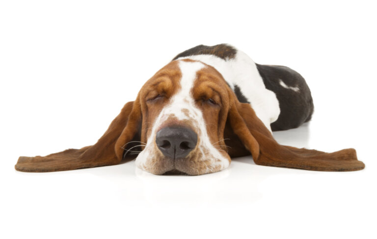 ¿Qué es la narcolepsia canina?