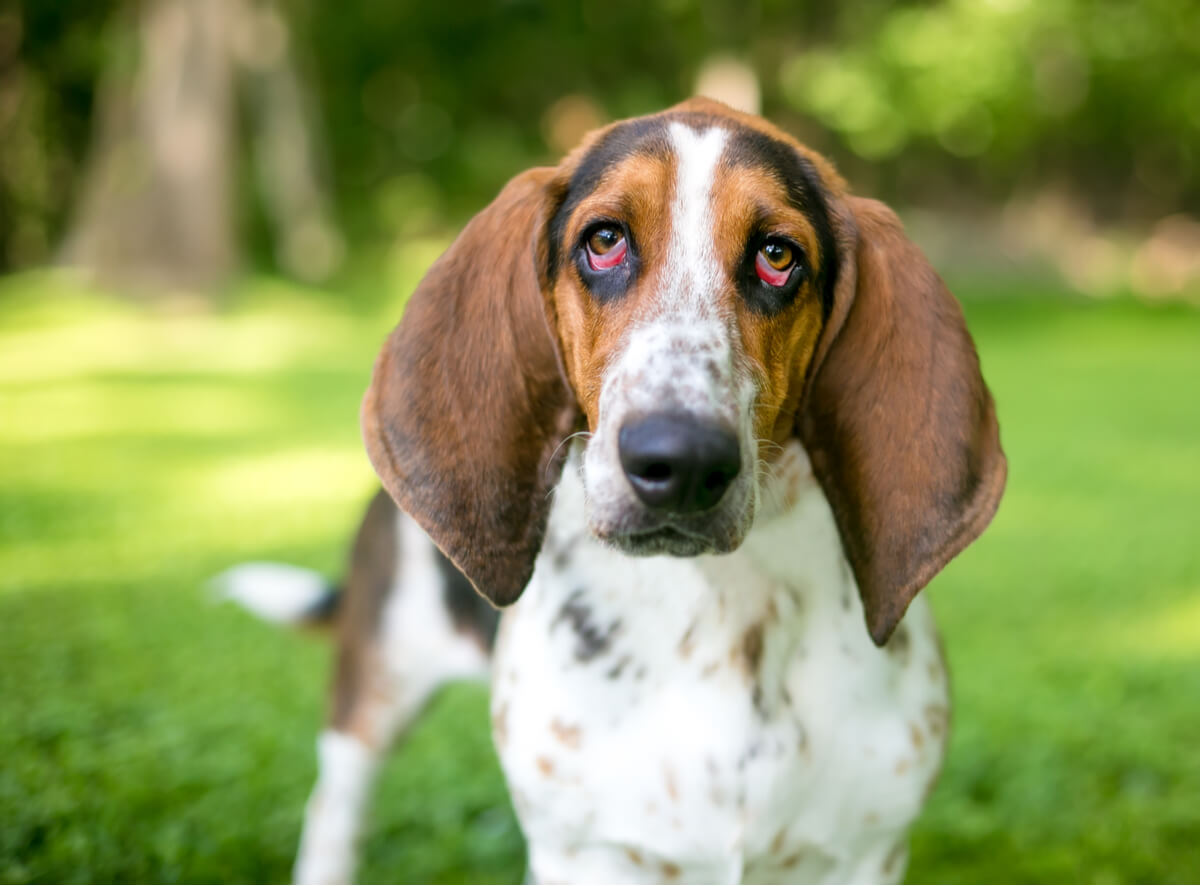Un claro ejemplo de un perro con ectropión.
