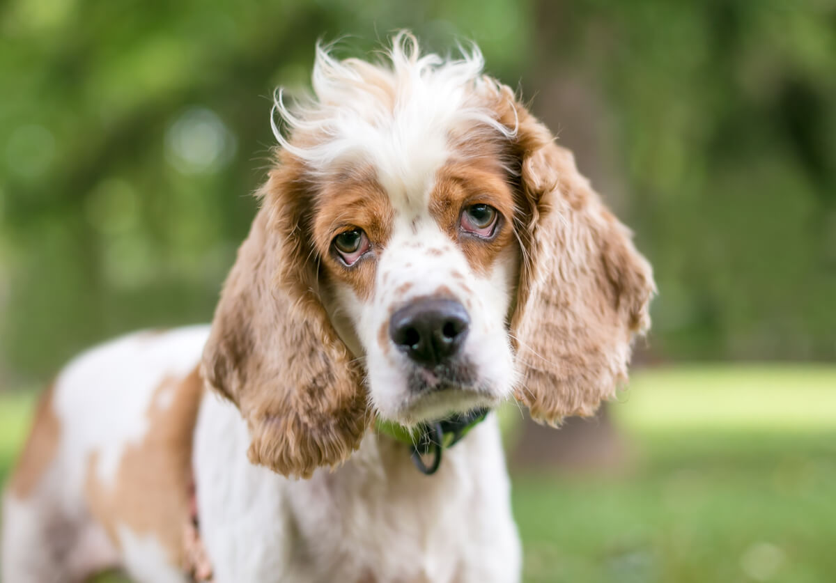 Un perro con ectropión.