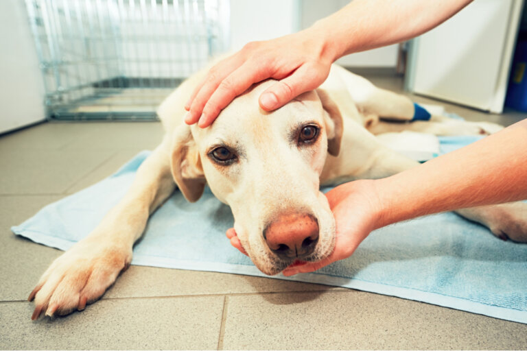 Bultos en perros: causas y tratamiento