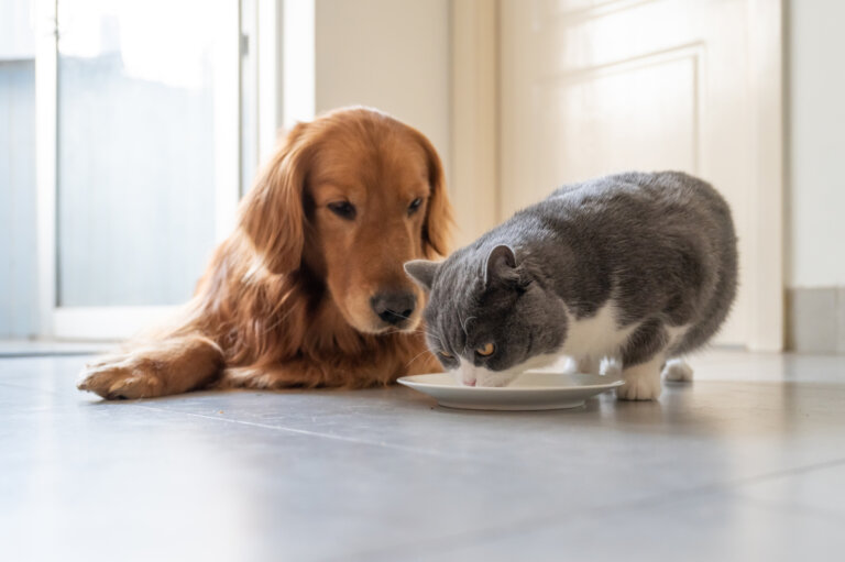 Emergencias endocrinas: la importancia de las hormonas en veterinaria