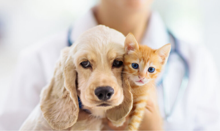 10 mandamientos para proteger la vida de los animales