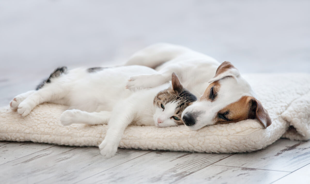 Un perro y un gato abrazados sobre una manta.
