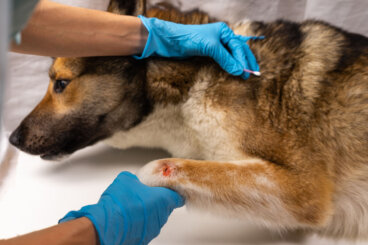 ¿Cuáles son las causas de la muerte repentina en perros?