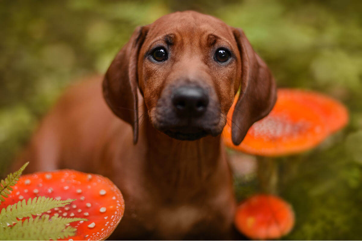 Un cane triste tra i funghi.