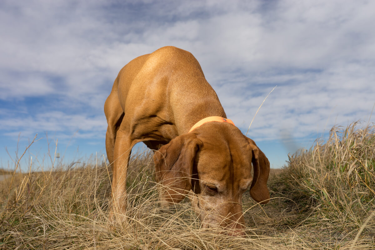 Un perro que está oliendo el campo.
