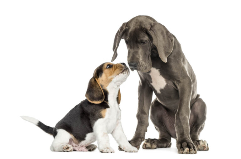 Feromonas naturales en perros: ¿cuáles son?