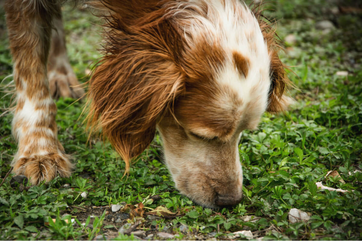 Was dein Hund riecht, wenn er spazieren geht