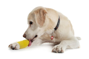 Esguince en perros: causas, síntomas y tratamiento