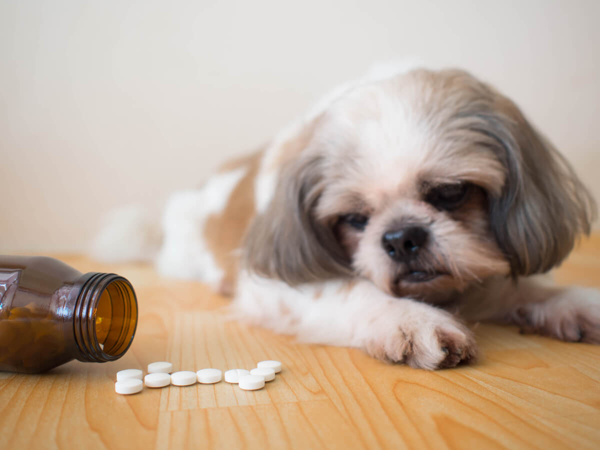 Hond kijkt naar pillen