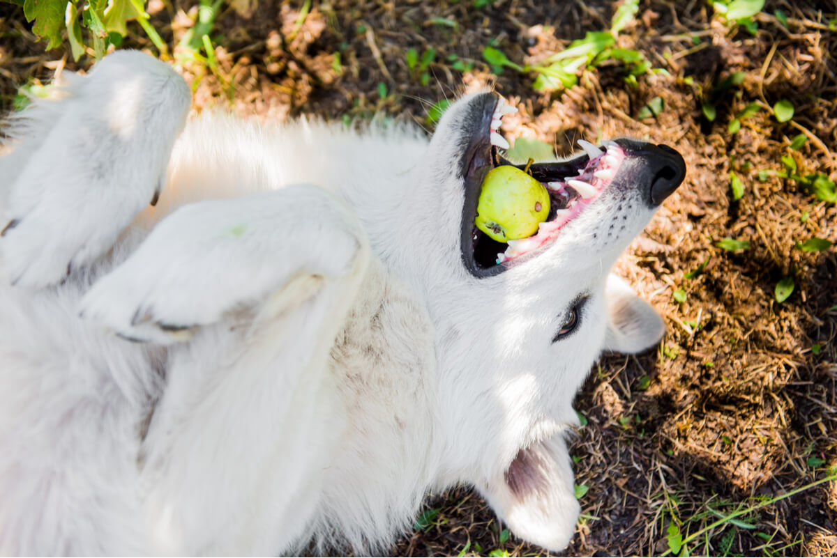 Un perro que muerde una manzana.