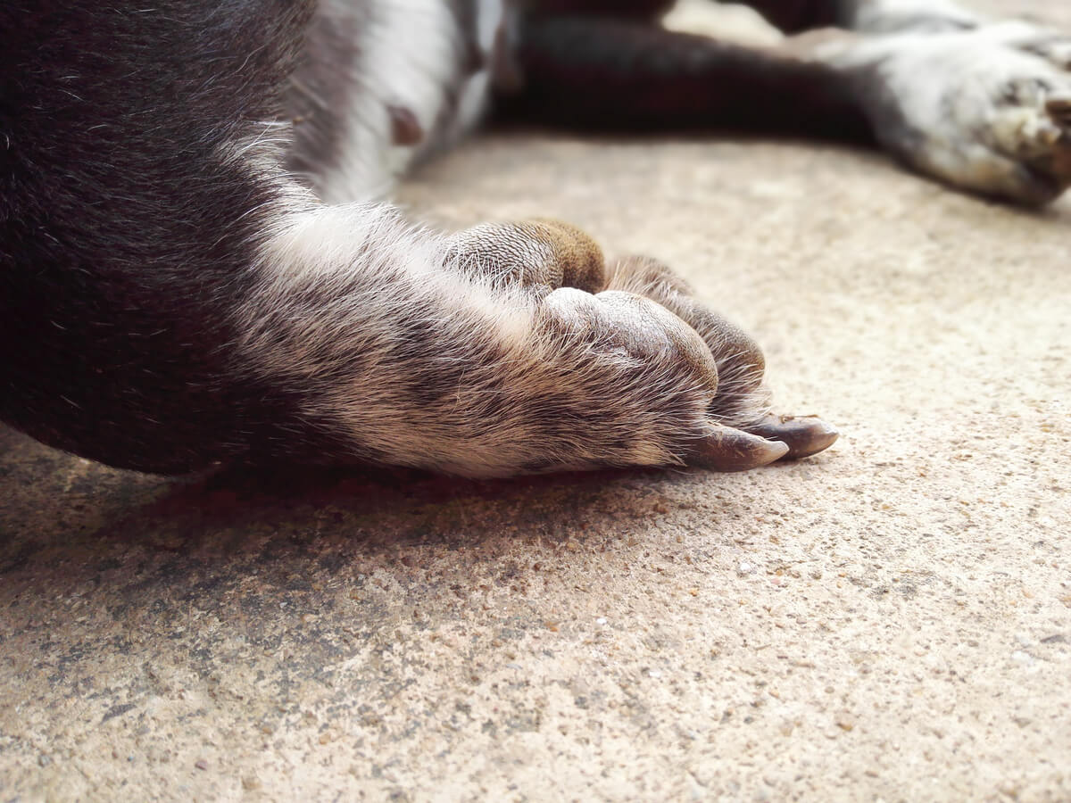 Un cane morto nel vialetto.