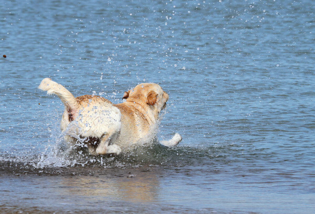 Un perro nadando en el agua.