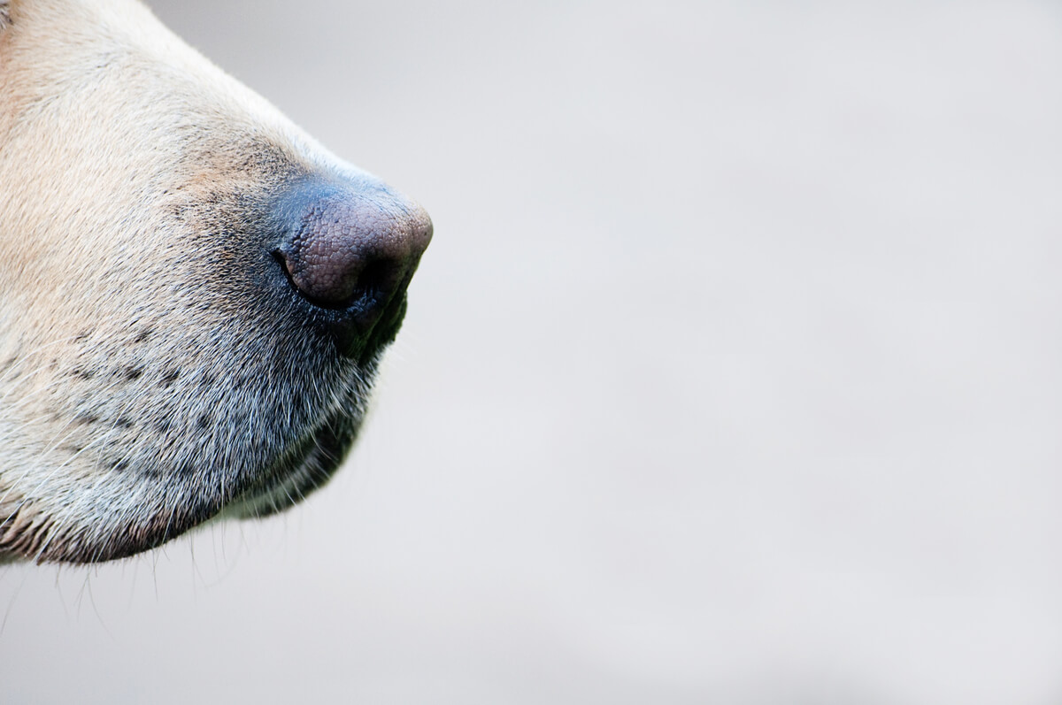 Zoom en la nariz de un perro.