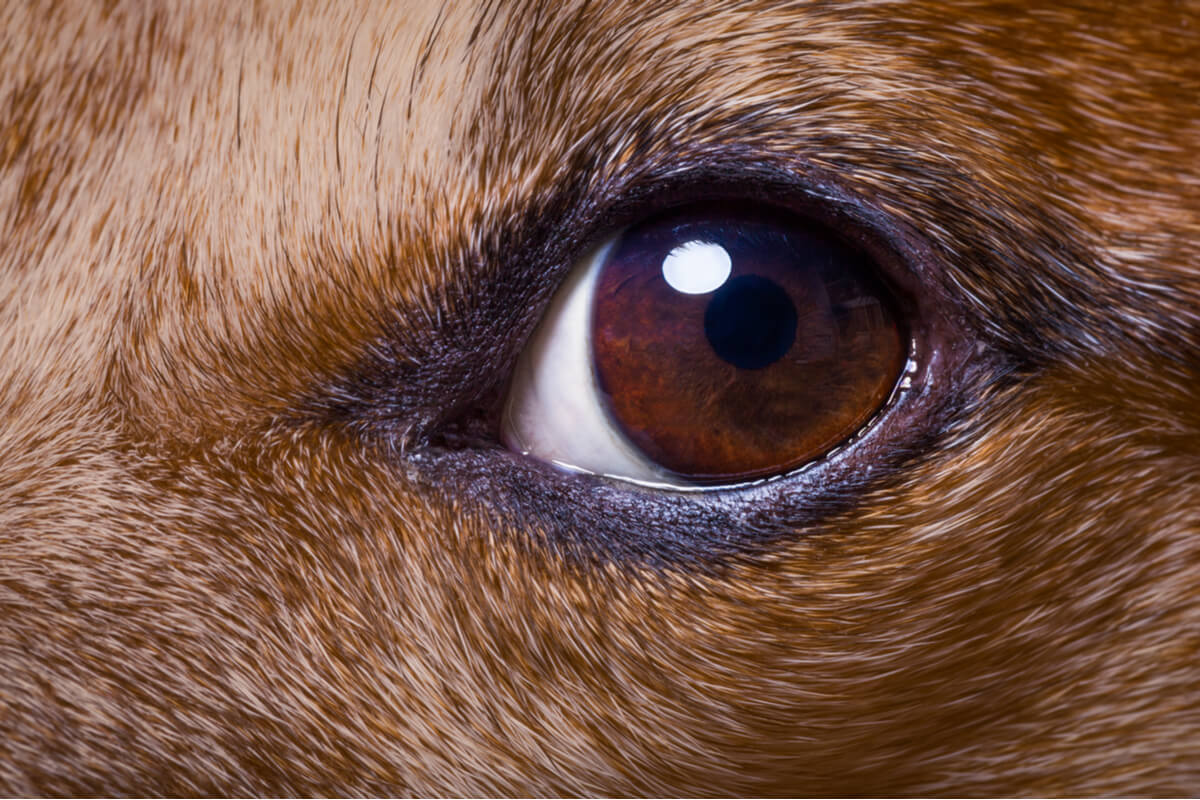 Desprendimiento de retina en perros.