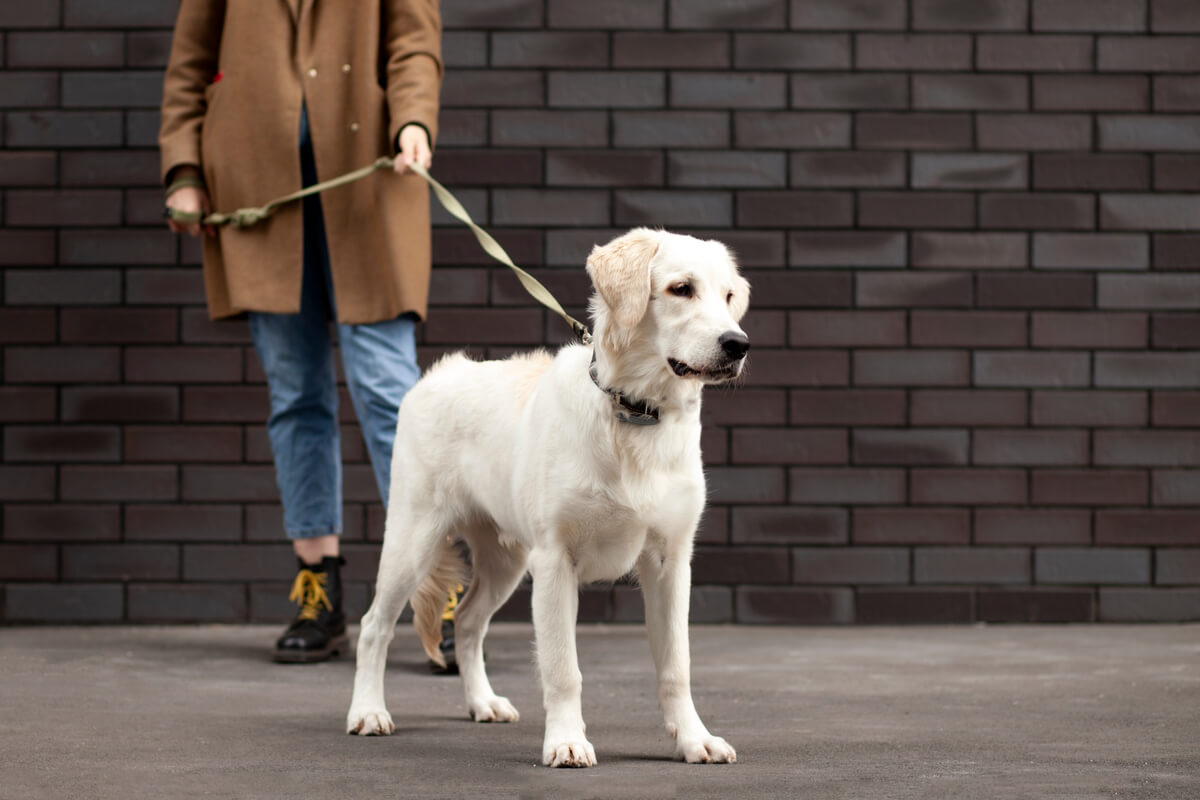 Azarlamak, köpeğinize yapmamanız gereken şeylerden biridir.