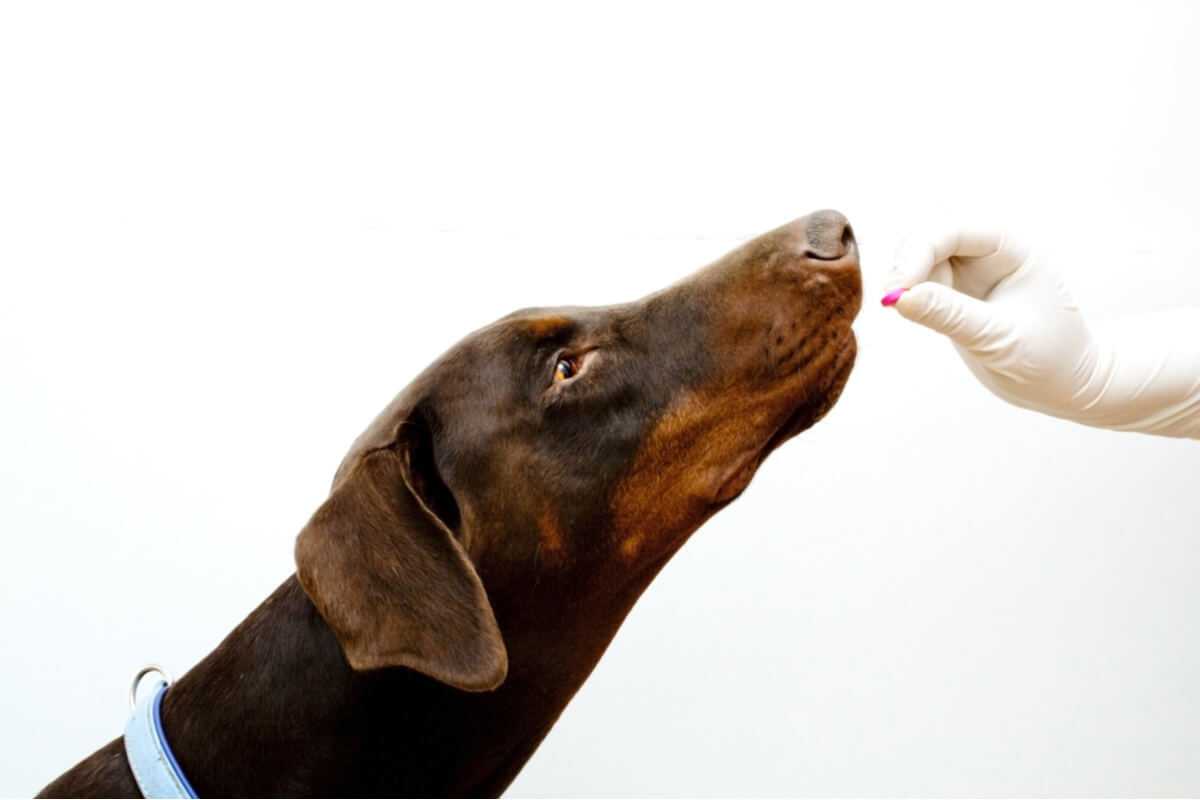 Sucralfat für Hunde Dosierung und Kontraindikationen Deine Tiere