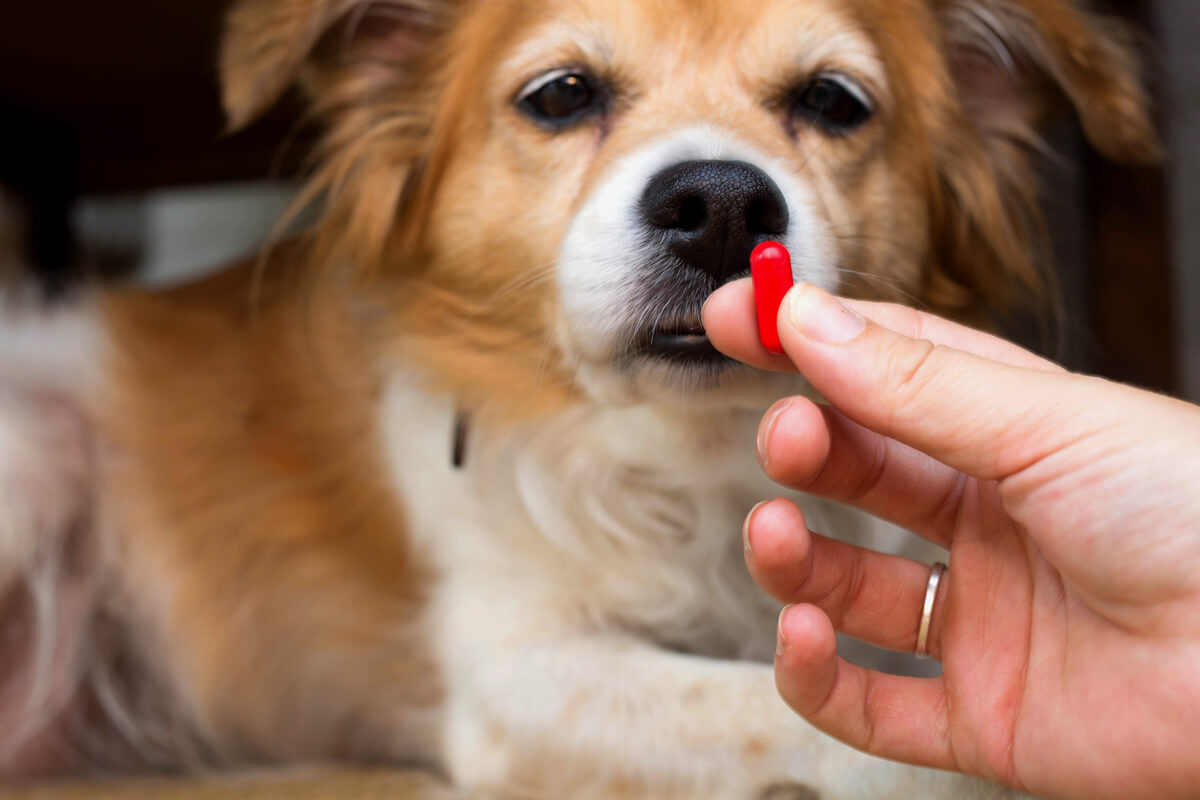 Un perro mira una pastilla roja.