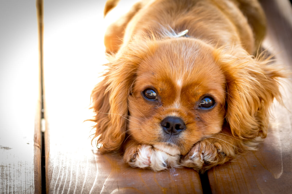 La mitad de los perros regalados en navidad terminan en condiciones de abandono.