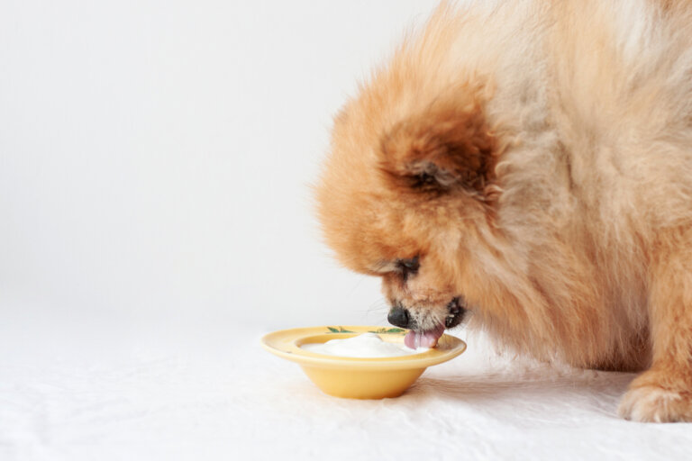 ¿Tu perro puede comer yogur?