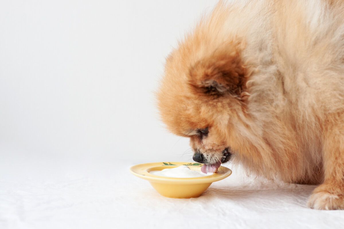Un perro pomeranian que come yogur.