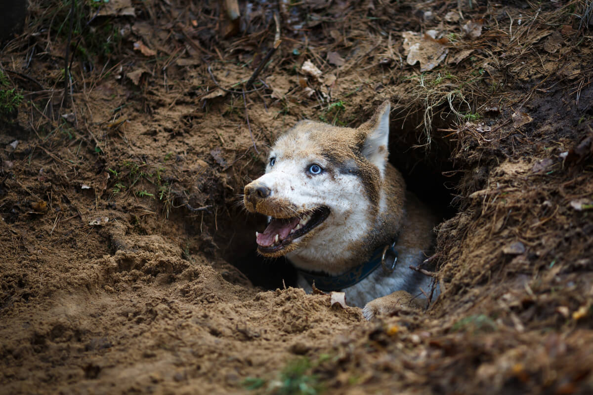 Un perro sacando su cabeza por un agujero.